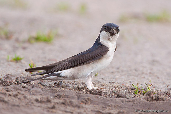 Weidevogels, Bart Fotografie-076