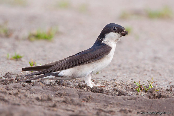 Weidevogels, Bart Fotografie-075