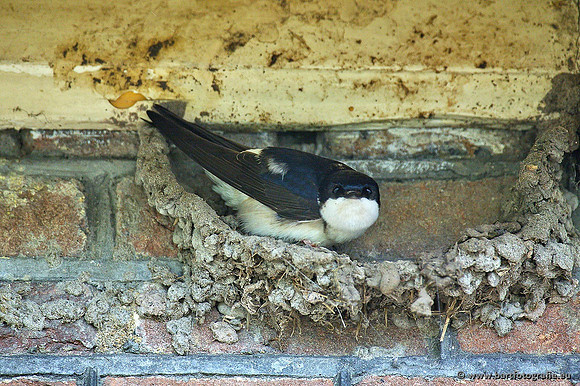 Weidevogels, Bart Fotografie-078