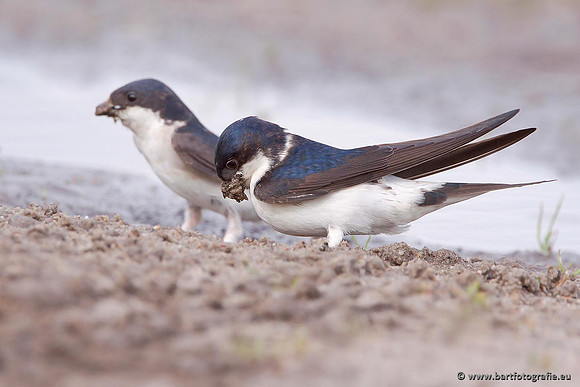 Weidevogels, Bart Fotografie-077