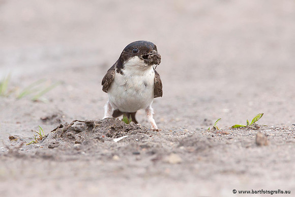 Weidevogels, Bart Fotografie-080