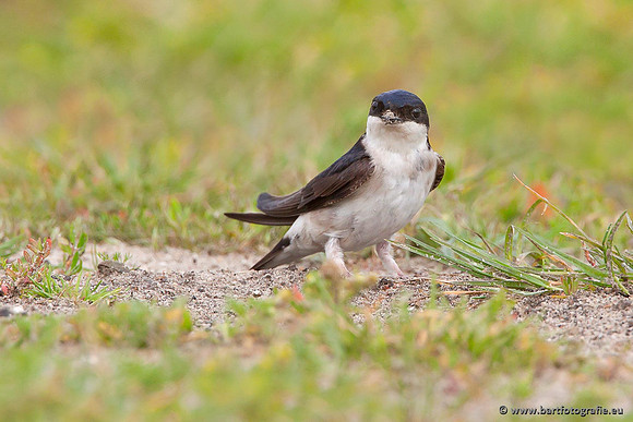 Weidevogels, Bart Fotografie-081
