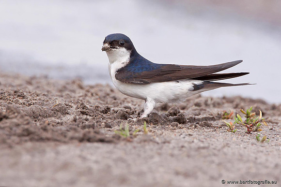 Weidevogels, Bart Fotografie-082