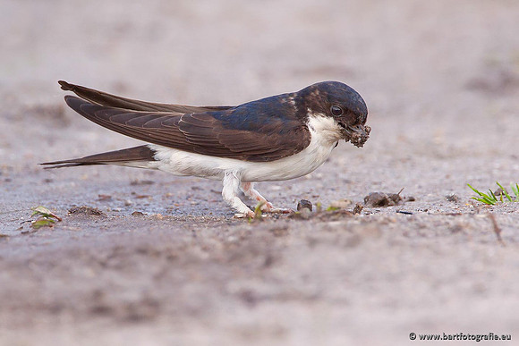 Weidevogels, Bart Fotografie-084