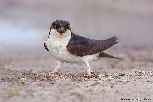 Weidevogels, Bart Fotografie-085