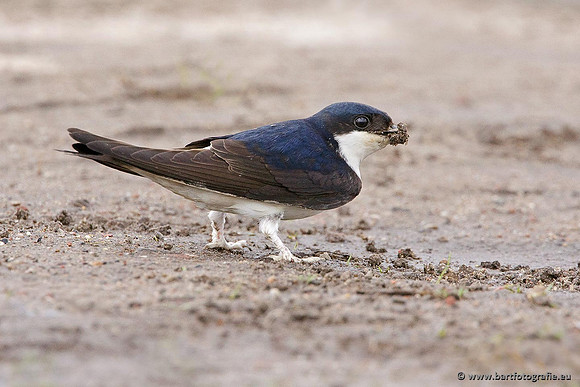 Weidevogels, Bart Fotografie-087