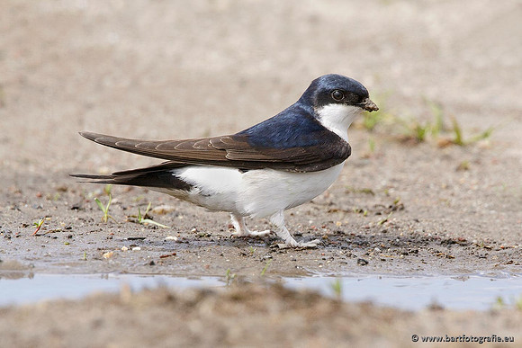 Weidevogels, Bart Fotografie-088