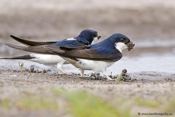 Weidevogels, Bart Fotografie-089