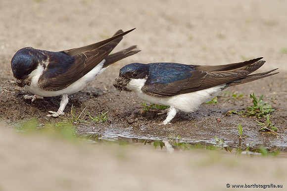 Weidevogels, Bart Fotografie-090
