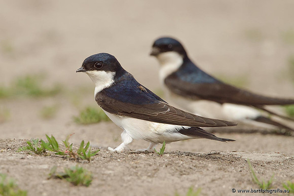 Weidevogels, Bart Fotografie-091