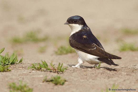 Weidevogels, Bart Fotografie-092