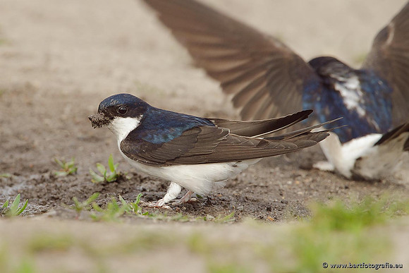 Weidevogels, Bart Fotografie-094