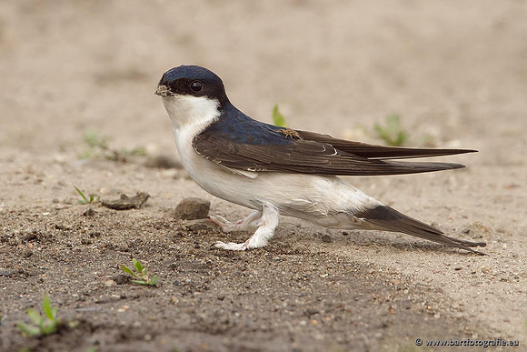 Weidevogels, Bart Fotografie-095