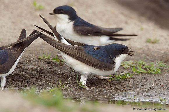 Weidevogels, Bart Fotografie-093