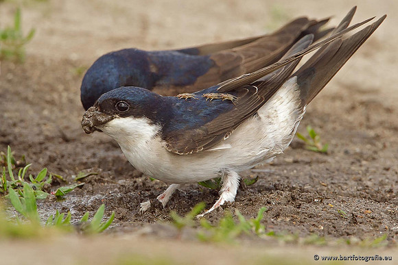 Weidevogels, Bart Fotografie-096