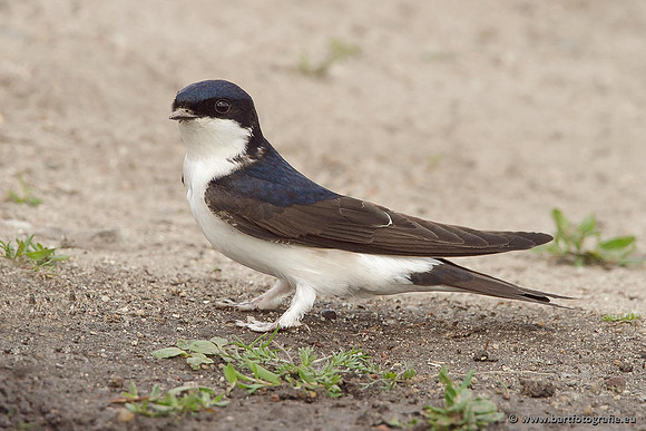 Weidevogels, Bart Fotografie-097