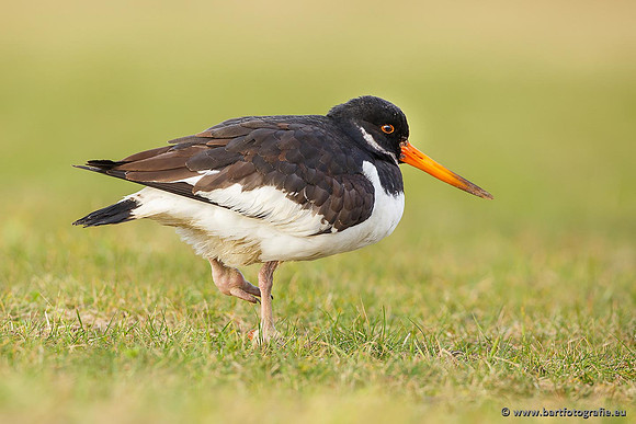 Weidevogels, Bart Fotografie-099