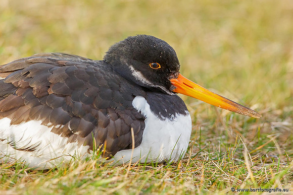 Weidevogels, Bart Fotografie-098