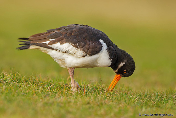 Weidevogels, Bart Fotografie-100