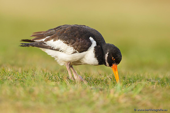 Weidevogels, Bart Fotografie-101