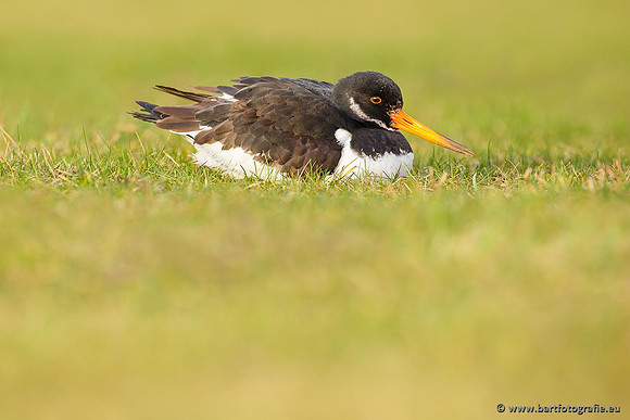 Weidevogels, Bart Fotografie-103