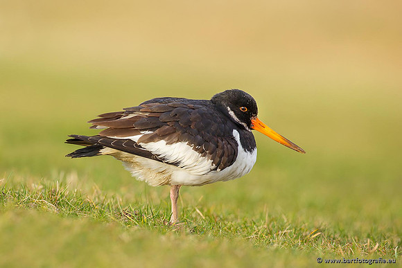 Weidevogels, Bart Fotografie-102