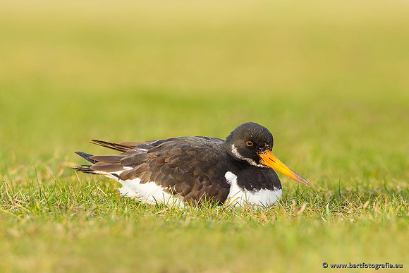 Weidevogels, Bart Fotografie-104