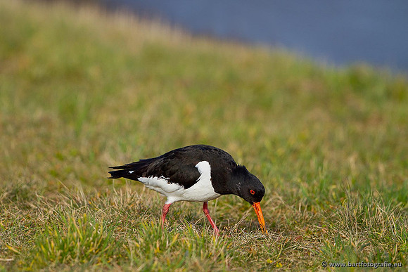 Weidevogels, Bart Fotografie-105