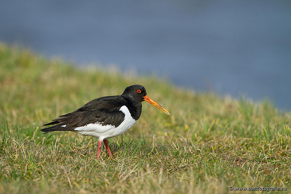 Weidevogels, Bart Fotografie-106