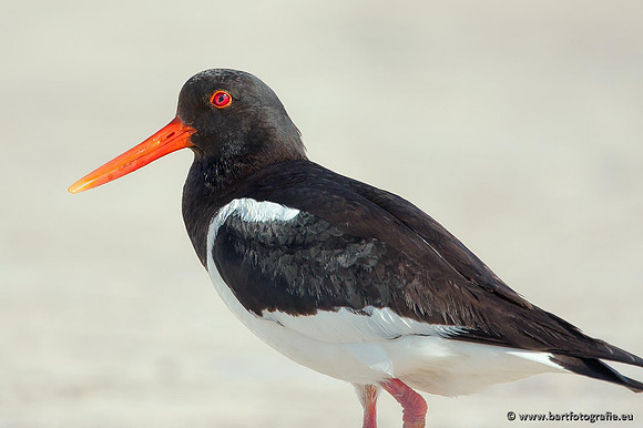 Weidevogels, Bart Fotografie-107
