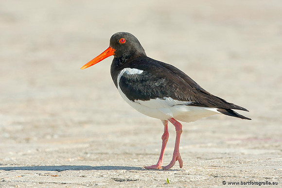 Weidevogels, Bart Fotografie-108