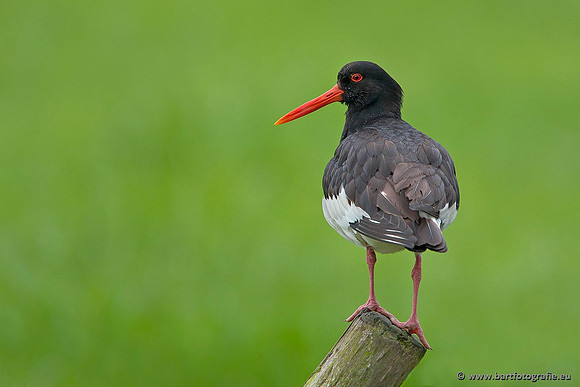 Weidevogels, Bart Fotografie-109