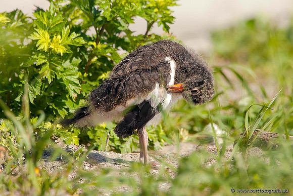 Weidevogels, Bart Fotografie-111