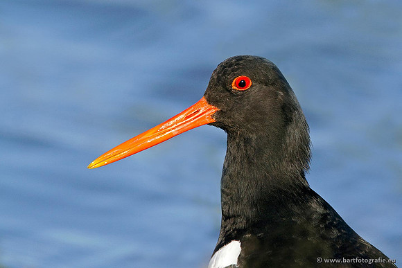 Weidevogels, Bart Fotografie-113