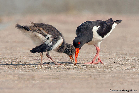 Weidevogels, Bart Fotografie-112