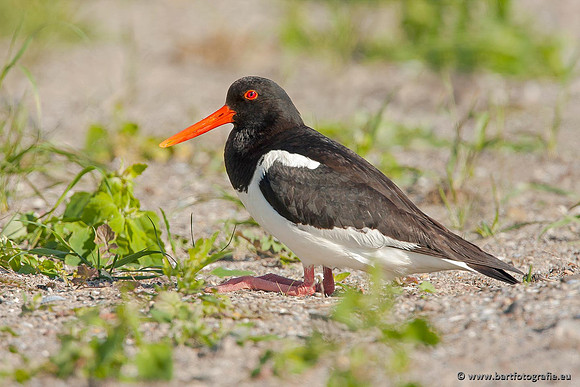 Weidevogels, Bart Fotografie-110
