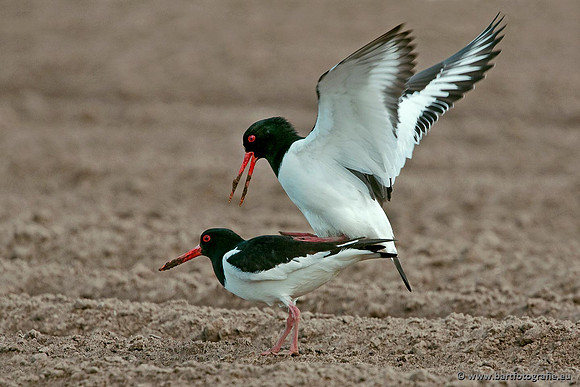 Weidevogels, Bart Fotografie-115