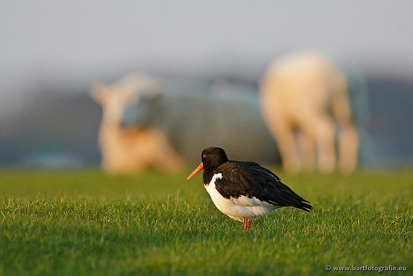 Weidevogels, Bart Fotografie-116