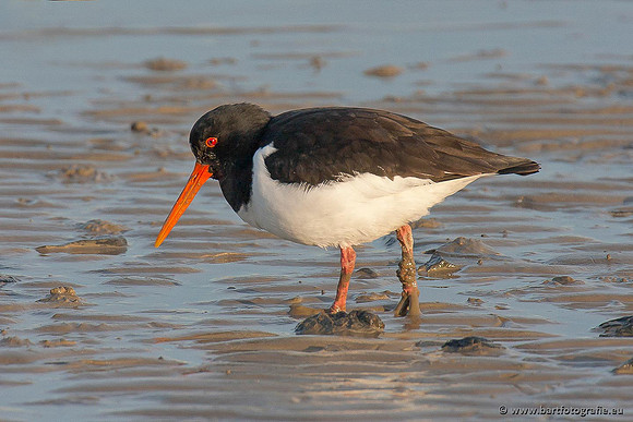 Weidevogels, Bart Fotografie-118