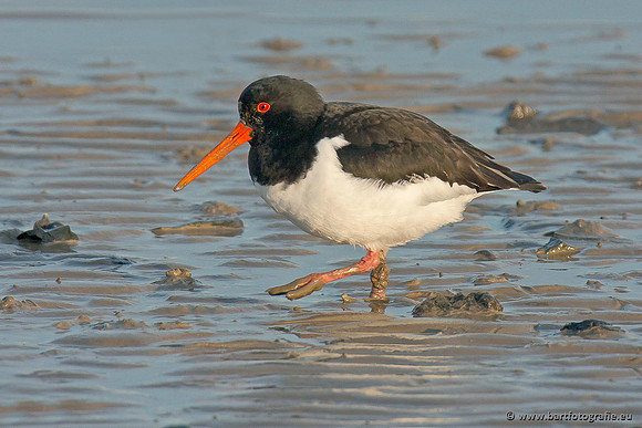 Weidevogels, Bart Fotografie-119