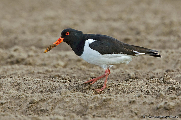 Weidevogels, Bart Fotografie-114