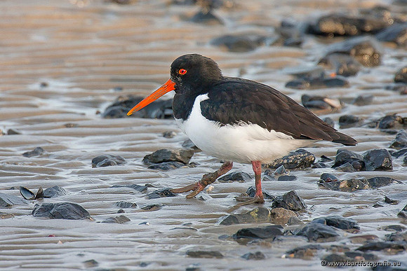 Weidevogels, Bart Fotografie-117