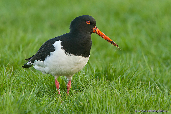 Weidevogels, Bart Fotografie-121