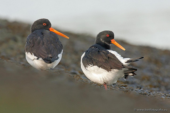 Weidevogels, Bart Fotografie-120