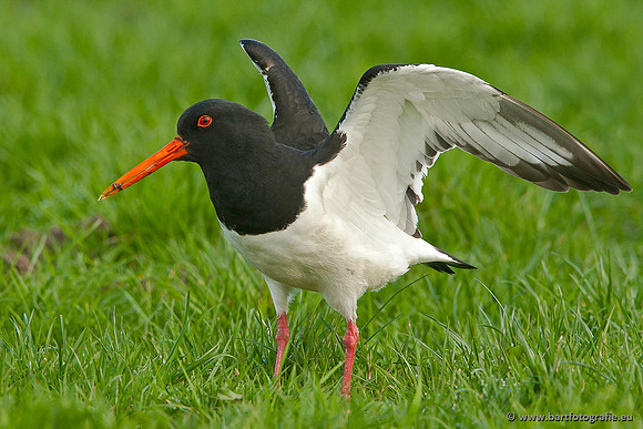 Weidevogels, Bart Fotografie-122