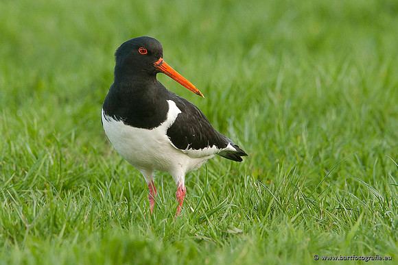 Weidevogels, Bart Fotografie-123