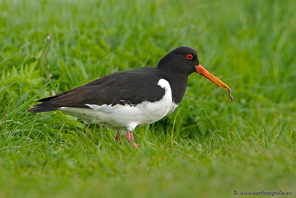 Weidevogels, Bart Fotografie-124