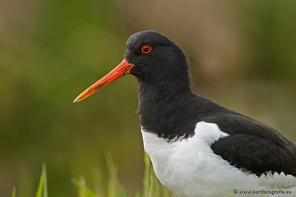 Weidevogels, Bart Fotografie-125