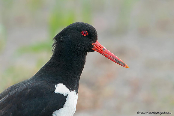 Weidevogels, Bart Fotografie-126