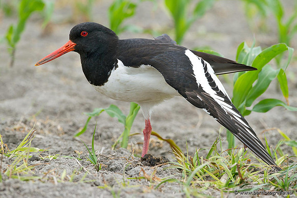 Weidevogels, Bart Fotografie-127